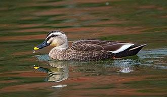 China-Fleckschnabelente