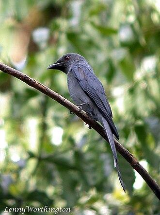 Graudrongo
