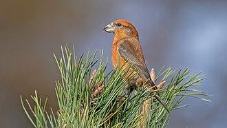 Kiefernkreuzschnabel