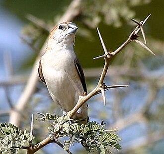 Indischer_Silberschnabel